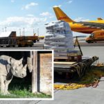 – DHL-a-affrété-un-Boeing-757-200-cargo-pour-transporter-la-femelle-rhinocéros-noir-Eliska-jusqu’en-Afrique-2