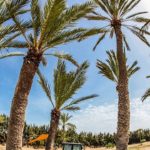 – Djerba Fest-le-rendez-vous-incontournable-de-la-musique-électronique-sur-l’ile-des-rêves-1-2-3-Sept -g
