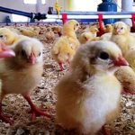 – CONECT-&-QFF-présentent-l’entrepreneur-du-mois-Sofiene-Alimi–Ben-Mohsen-Volailles-BMV -04