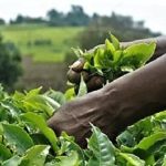 – Hausse-des-prix-mondiaux-du-thé-en-raison-de-la-baisse-de-la-récolte-mondiale