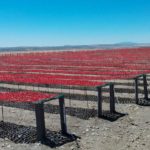 la-tomate-sechee-tunisienne-un-produit-a-promouvoir-et-a-revaloriser02