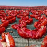 la-tomate-sechee-tunisienne-un-produit-a-promouvoir-et-a-revaloriser03