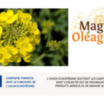 MAGHREB-OLEAGINEUX-COLZA-الكولزا زراعة لفائدة فلاحة مستدامة بتونس-03