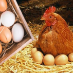 -Augmentation du prix de la viande de poulet-03