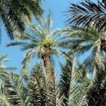 transavia-fete-un-an-de-succes-sur-la-ligne-paris-tozeur-et-met-en-valeur-lattrait-des-oasis-et-des-dunes-du-sud-tunisien-05