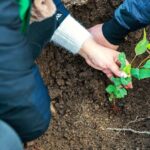 STAFIM – Avec 10.000 arbres plantés – Peugeot Landtrek cible un meilleur environnement