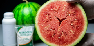 Alerte Pastèque : Pesticides, nitrates et accélérateurs de croissance, les dangers cachés de votre fruit d’été préféré